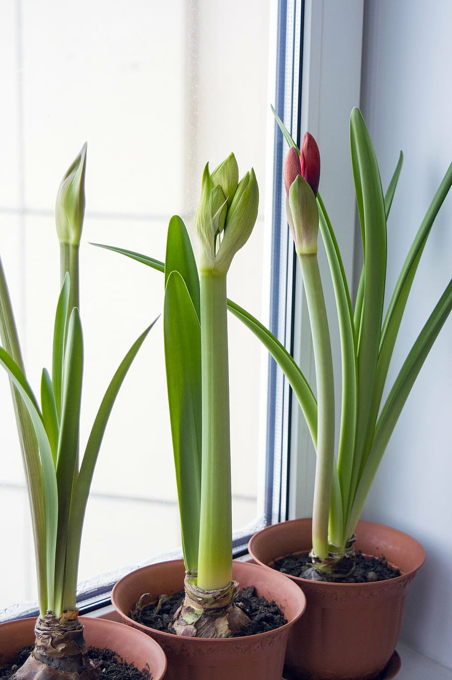 three, green, plants, brown, plastic pots, amaryllis, hippeastrum, flowers on window, bulbous, plant