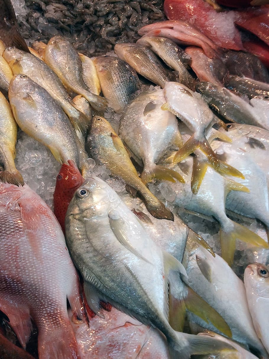Ikan, Pasar, Laut, Tertangkap, Makanan Laut, ikan laut, memancing, mentah, dijual, singapura