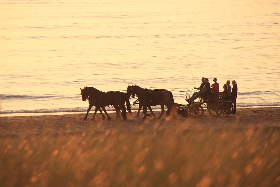 horses, coach, beach, team, landscape, drive, abendstimmung, mammal, domestic animals, domestic