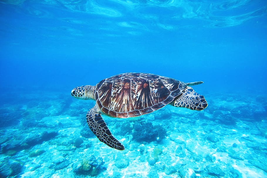 kura-kura di lautan, Penyu, samudra, alam, hewan, laut, liar, bawah air, biru, margasatwa