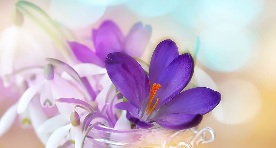 紫, サフランクロッカスの花, 白, スノードロップの花, クリア, ガラスの花瓶, クロッカス, スノードロップ, スズラン, 花
