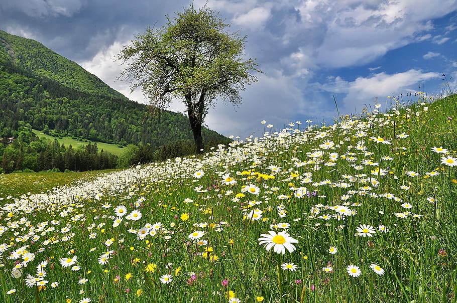 branco, campo de margarida, flor, durante o dia, natureza, paisagem, prado, flores, primavera, prado flor