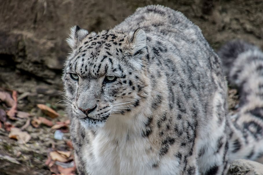 leopardo da neve, leopardo, irbis, gato grande, predador, nobre, manchas, retrato animal, panthera uncia, leopardo branco
