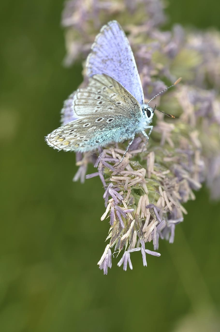 comum, azul, borboleta empoleirar-se, roxo, flor, dia, fotografia de close-up, borboleta, macro, inseto