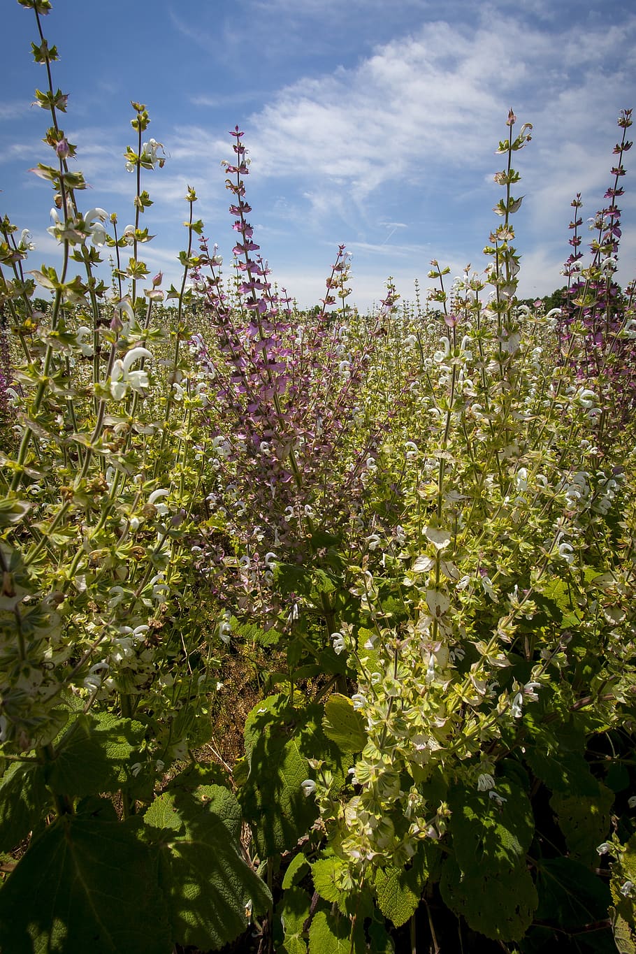 clary sage, eastern, north carolina, crop, agriculture, rural, outside, country, farm, field