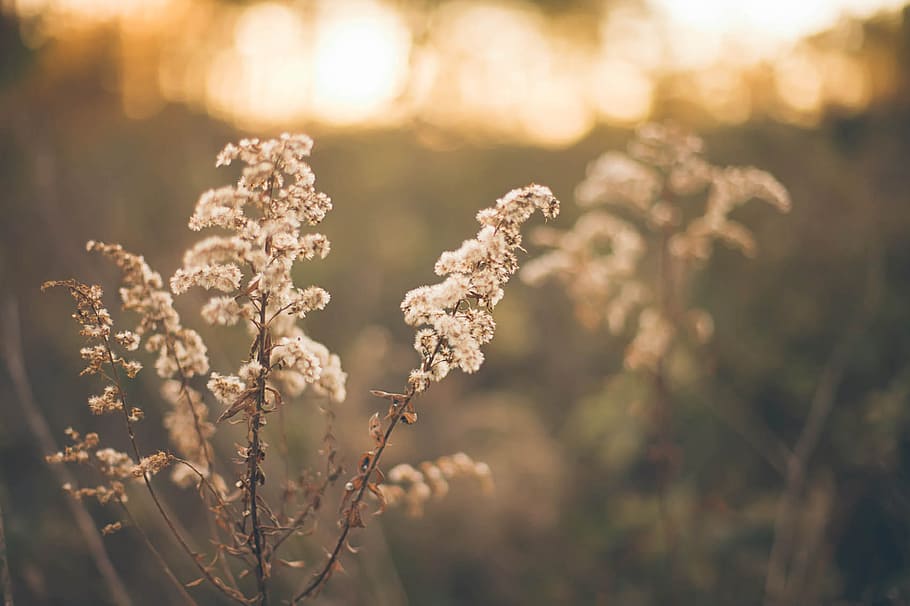 selective, focus photography, white, cluster flowers, pasture, grass, herbage, twilight, sunset, romantic