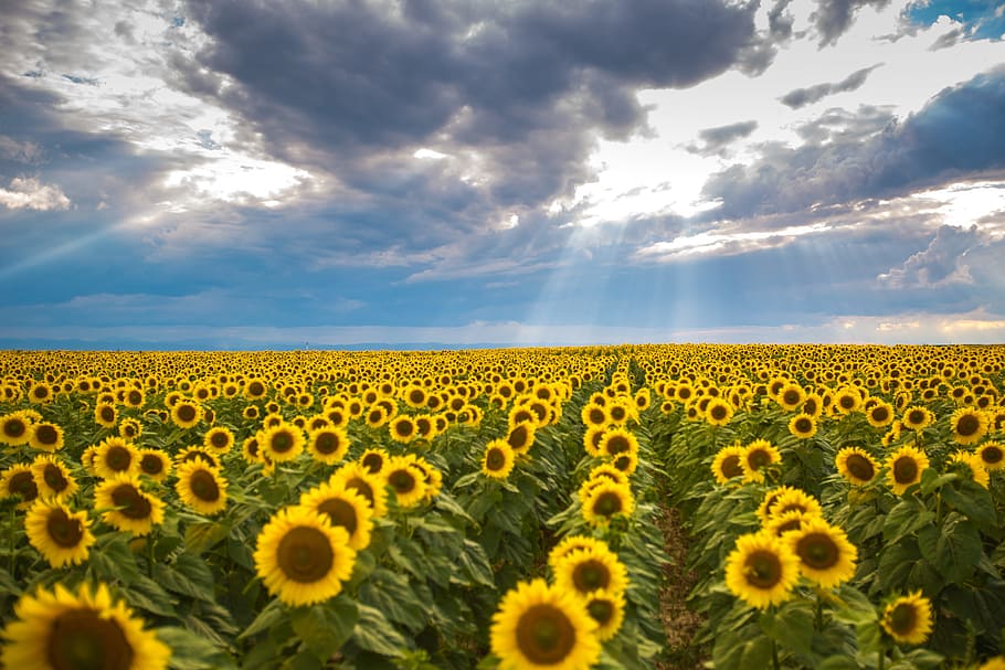 bed of sunflower, summer, sunflower, romania, landscape, cloud, sun, vegetation, travel, suceava