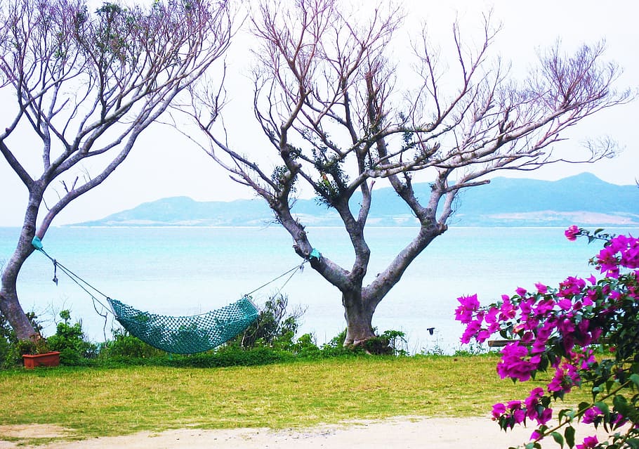photography, hammock, bare, trees, bougainvillea, ishigaki island, outlying islands, flowers, red purple, pink
