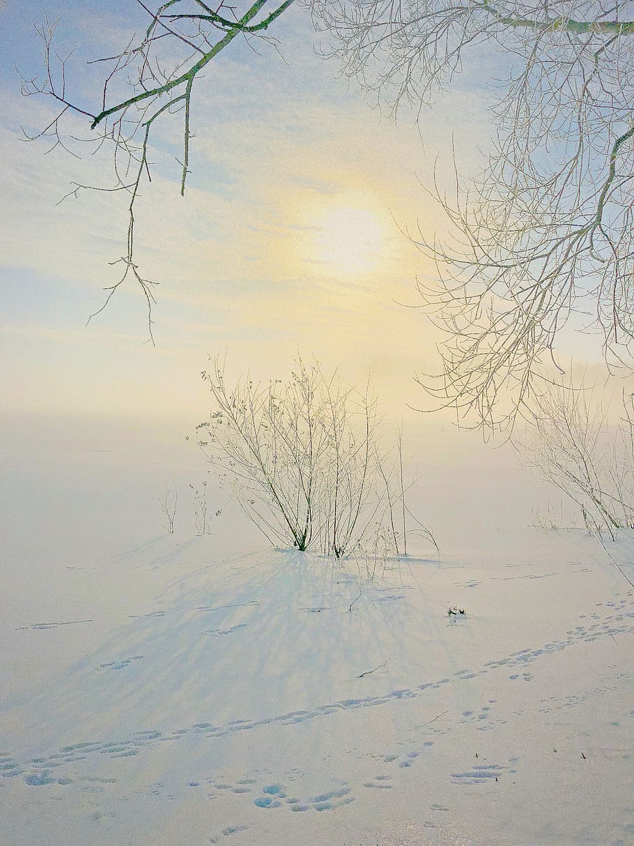 winter, nature, landscape, cold, snow, minnesota, sunrise, frost, hoar frost, tree