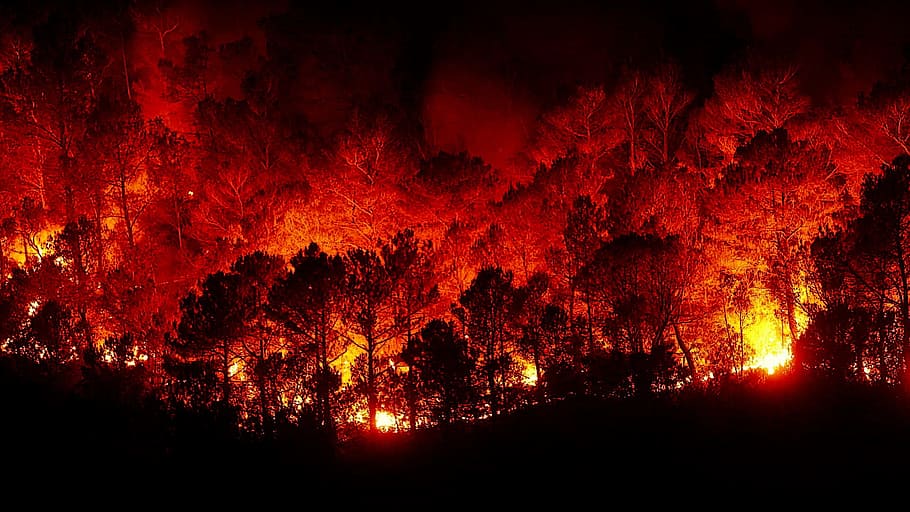 산불, 불, 지옥, 빨간, 밤, 나무, 자연의 아름다움, 아니 사람, 자연, 숲