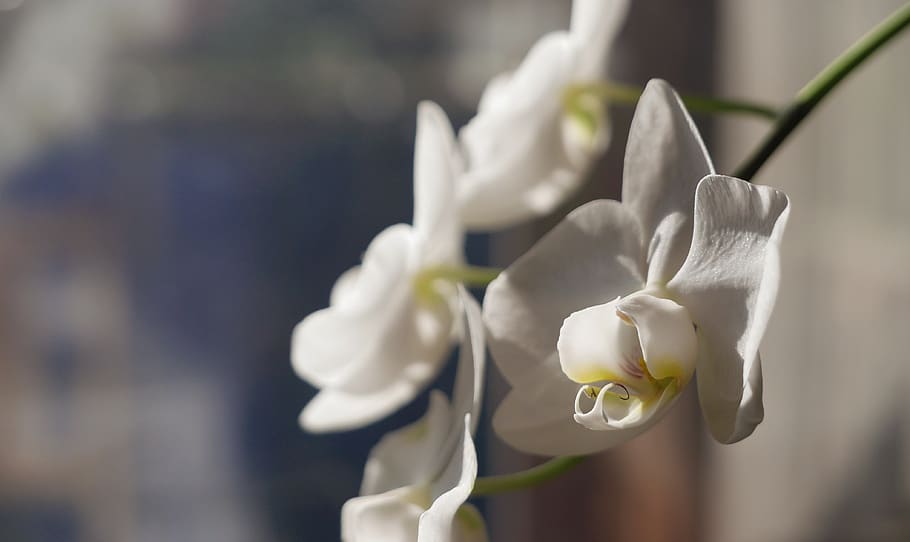 orchid, macro, flower, plant, petal, white, phalaenopsis, elegant, flowering plant, beauty in nature