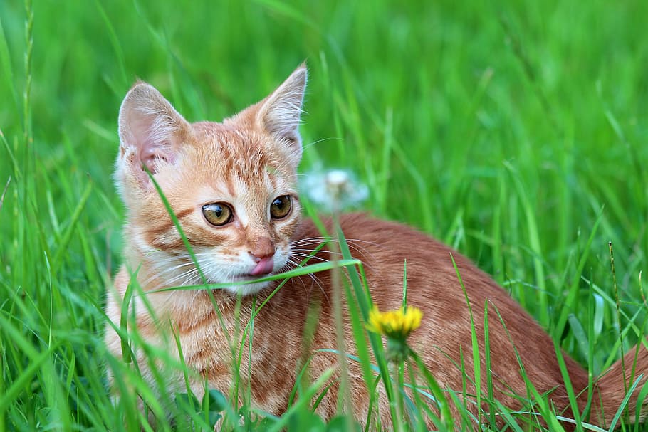 写真 トラ 猫 草 昼間 トラ猫 動物 ペット かわいい 子猫 Pxfuel