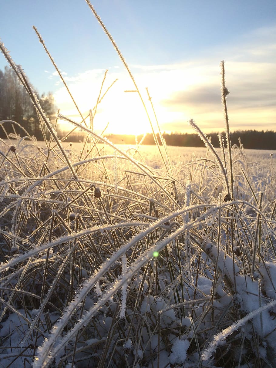 Frost, Sunset, Field, Sunrise, Winter, nature, morning, frozen grass, outdoors, landscape