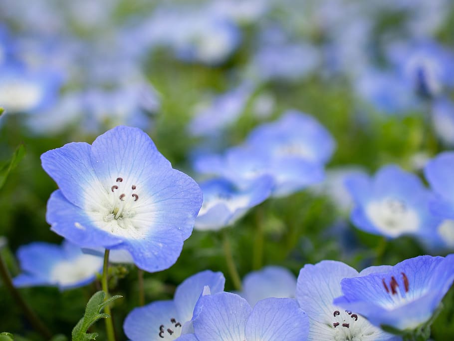 nemophila, primavera, flores, azul, natural, planta, al aire libre,  paisaje, flores de primavera, macizo de flores | Pxfuel
