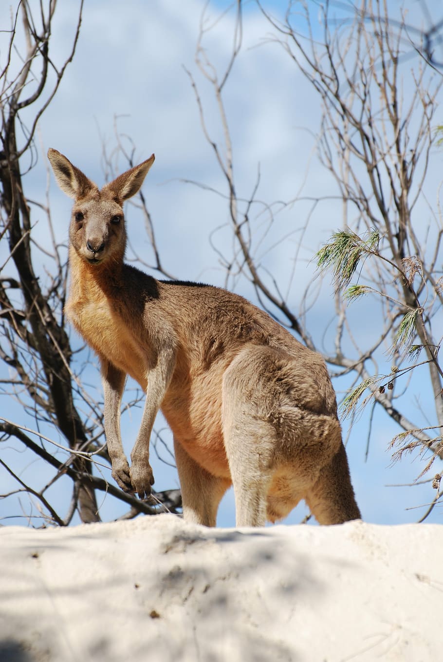 kangaroo, animal, australia, mammal, animal themes, vertebrate, nature, animal wildlife, animals in the wild, tree