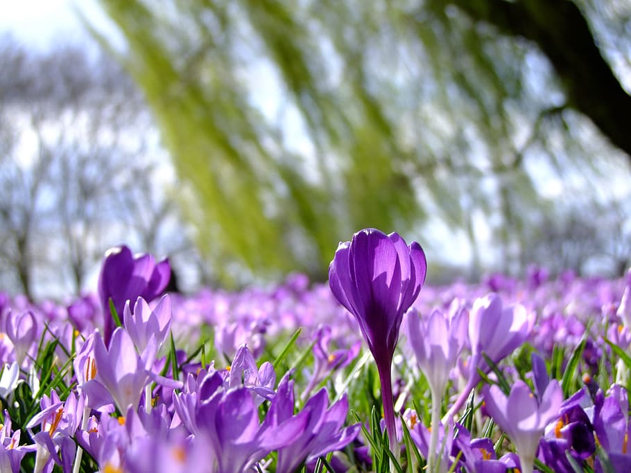 tilt photo, purple, petaled flowers, flowers, crocus, spring, park, düsseldorf, sea of flowers, rheinpark