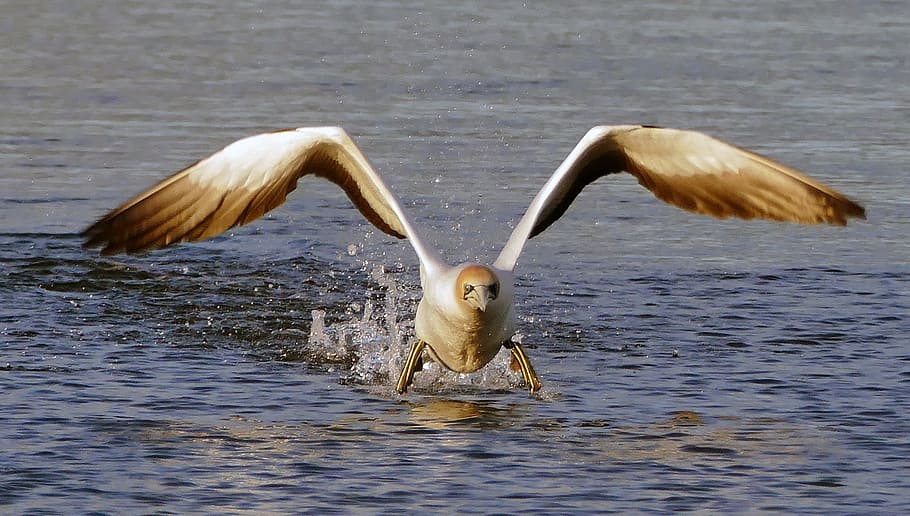 Australasian gannet, Morus serrator, body of water, bird, daytime, animal, animal themes, vertebrate, animal wildlife, spread wings