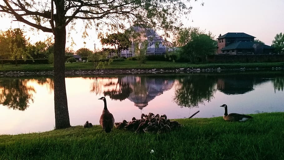 belle isle, pond, nature, reflection, canadian geese, geese family, tree, plant, animal, water