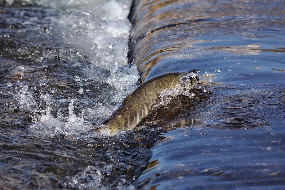 animal, river, water, the flow of water, fish, salmon, run-up, spray, seasonal, autumn