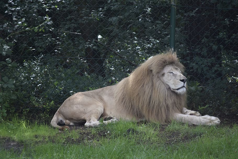 ライオン アフリカ たてがみ 山猫 セレンゲティ サファリ 捕食者 猫 動物 哺乳動物 Pxfuel