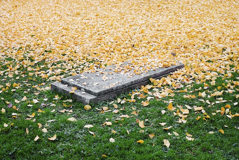 gray concrete tomb, nature, landscape, leaves, autumn, fall, death, cemetery, tomb, grass