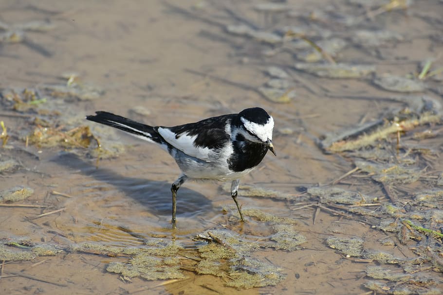 animal, paddy field, waterside, bird, wild birds, wagtail department of, high security level, wild animal, natural, one animal