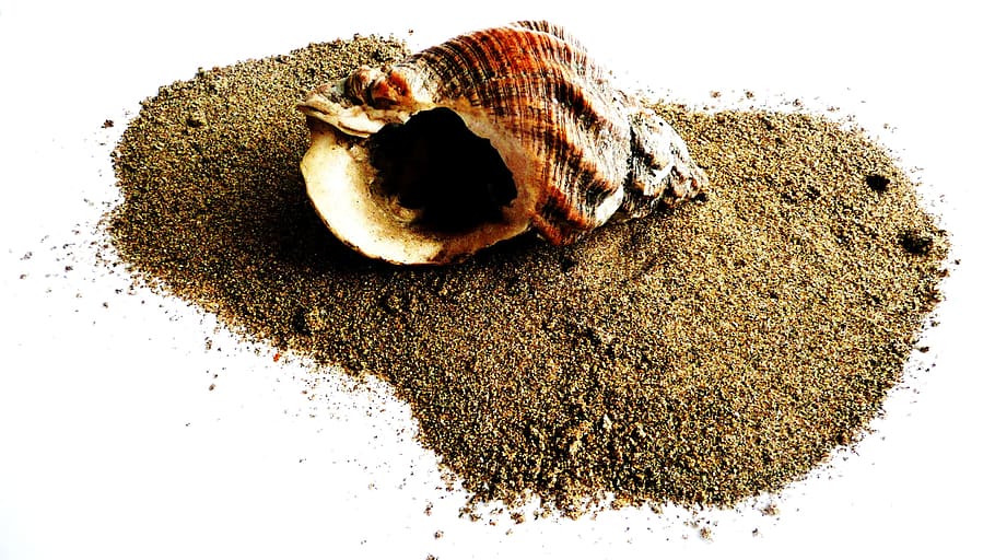 Shell, Beach, Beach, Sand, Seashell, Mollusk, shell, beach, sand, isolation, marine, organism
