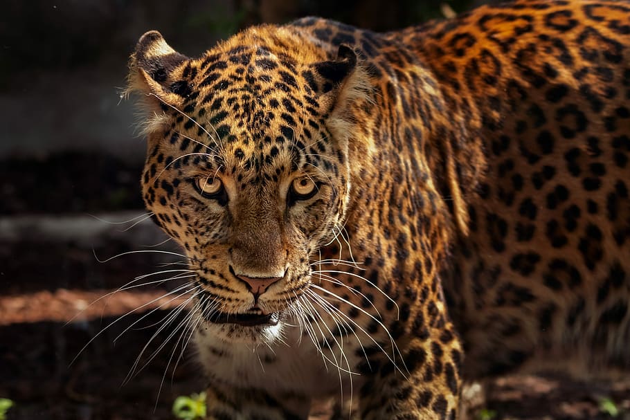 macro photography, black, brown, leopard, zoo, feline, animal, tawny, wild, jaguar