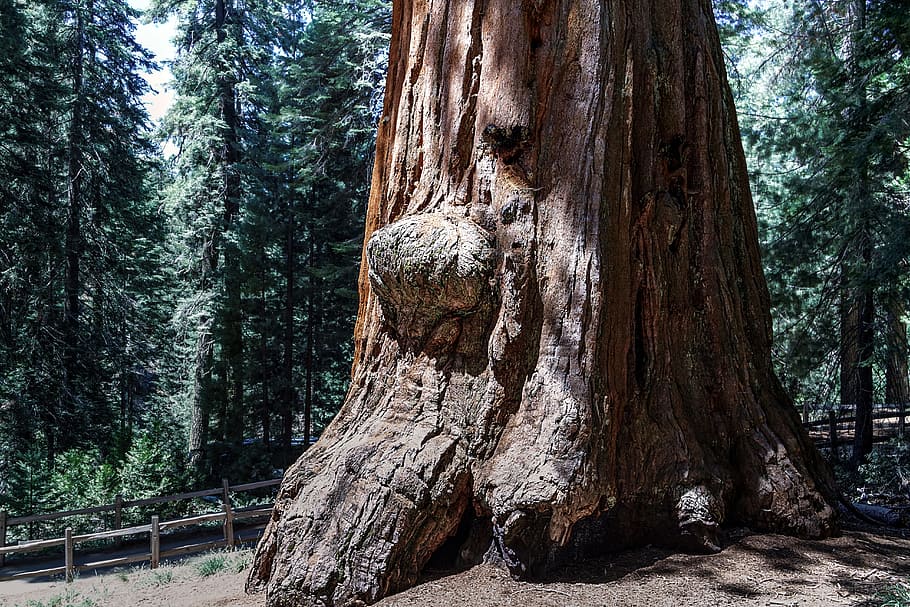 árbol de sequioa, nacional, parque, árbol, parque nacional, parque nacional de sequioa, california, secoya, estados unidos, tronco de árbol