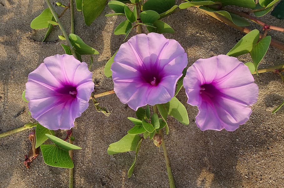 close-up photo, three, purple, petaled flowers, flower, railroad vine, goat's foot vine, beach morning glory, do patti lata, maryada-vel