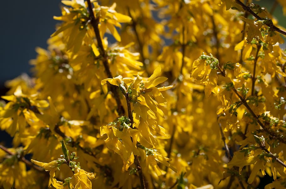 forsythia, gold lilac, golden bells, bush, yellow flowers, flowers, yellow, spring, bloom, garden