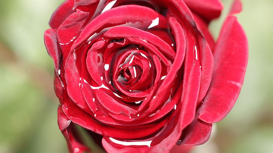 rose, petal, flower, love, love scam, red, flowering plant, plant, beauty in nature, rose - flower