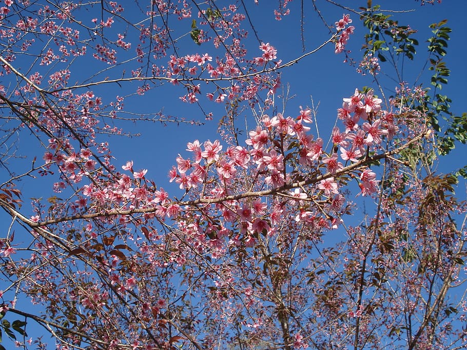 Sakura, Tiger Hill, flores, color rosa, árbol, naturaleza, flor, rama, primavera, cabeza de flor