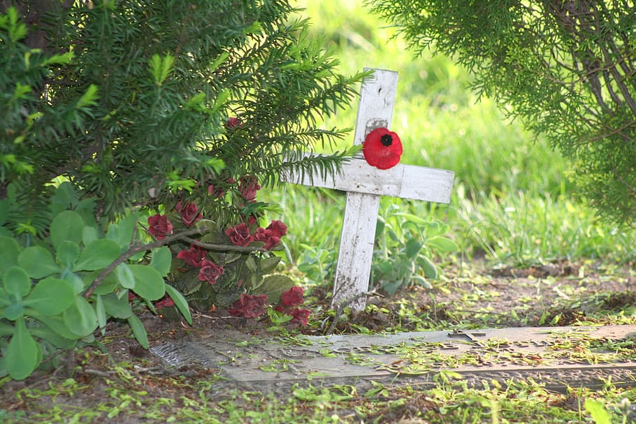 cross, poppy, grave, cemetery, remembrance day, plant, green color, nature, day, red