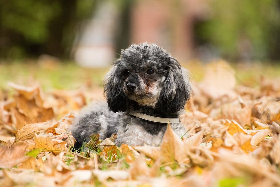 lindo, perro, caniche, animal, caniche miniatura, hojas, otoño, un animal, canino, temas de animales