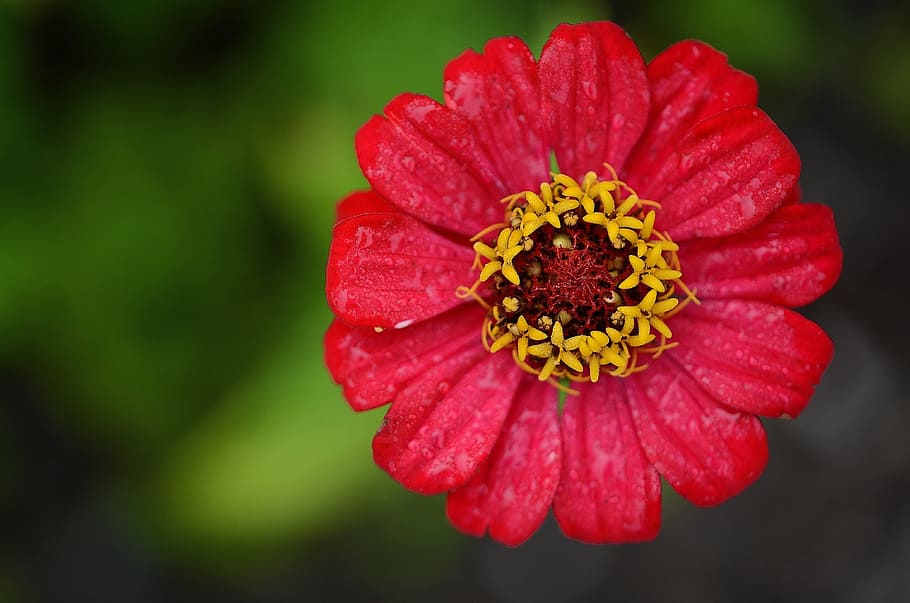 closeup, photography, red, petaled flower, zinnia, flower, leaf, nature, garden, macro