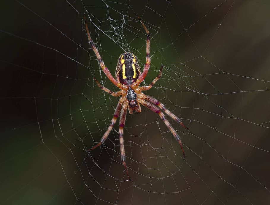 spider, arachnid, spiderweb, trap, cobweb, spider web, fragility, animal themes, arthropod, animal