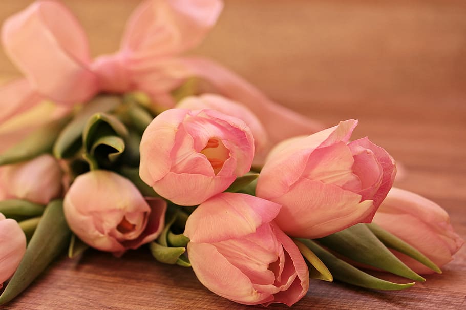 rosa, tulipán, superficie, tulipanes, tulipa, flores, schnittblume, tulipán de cría, primavera, floración temprana