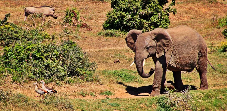 elephant, animal, african bush elephant, africa, safari, mammals, kruger national park, south africa, proboscis, nature