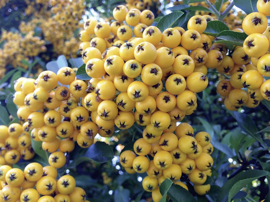 rowan, yellow, pyracantha, firethorn, fruits, hedge, berries, ornamental shrub, fruit, healthy eating