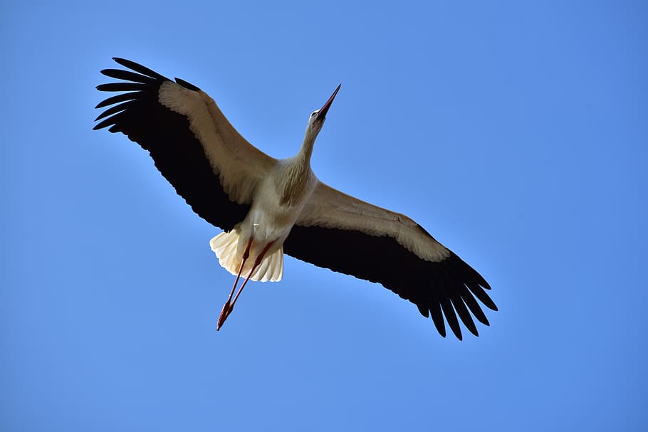stork, sky, flying, black white, bill, rattle stork, white stork, nature, pride, feather
