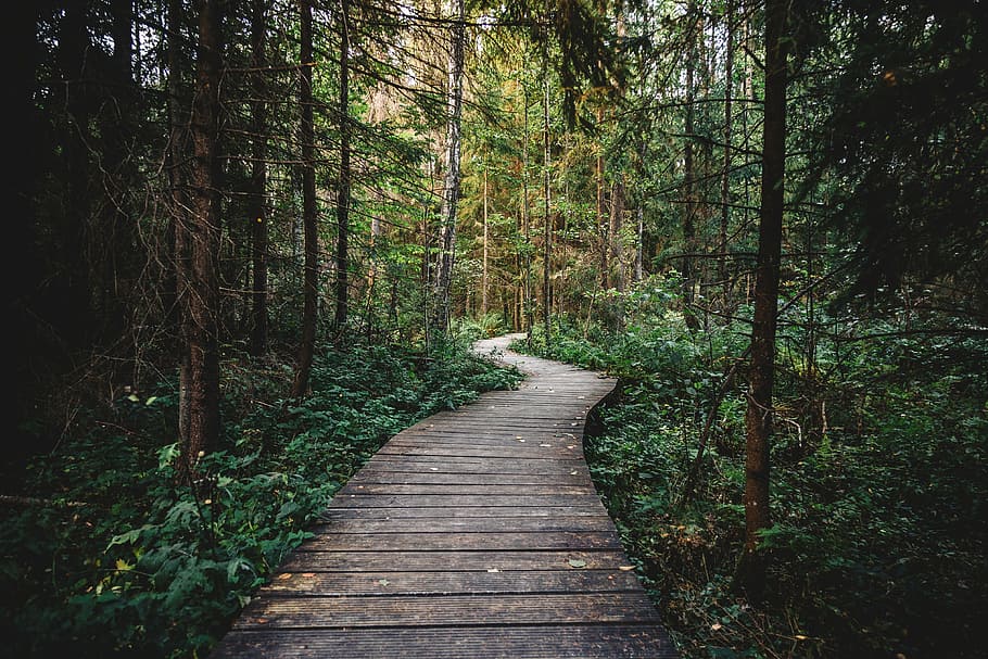 brown, wooden, pathway, trees, surrounded, green, leaf, forest, woods, nature