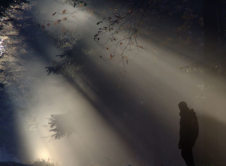 silhouette photo, man, standing, woods, ray, light, morning, shadow, silhouette, hell