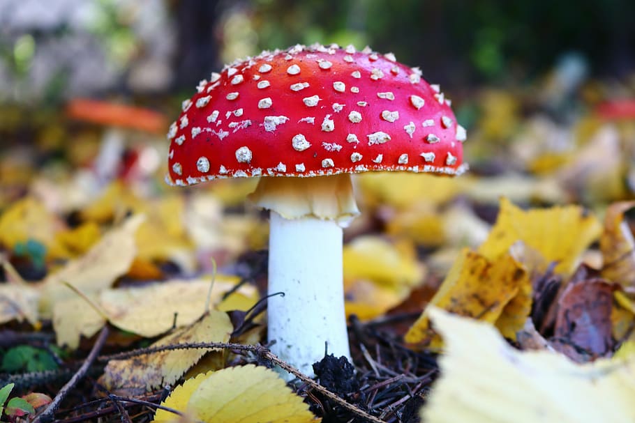 red, white, mushroom, amanita, forest, poisonous mushrooms, fungus, toadstool, autumn, nature