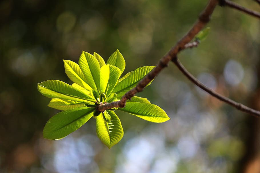 spring, leaf bud, vietnam, sala, nature, plant, leaf, fresh, tree, branch