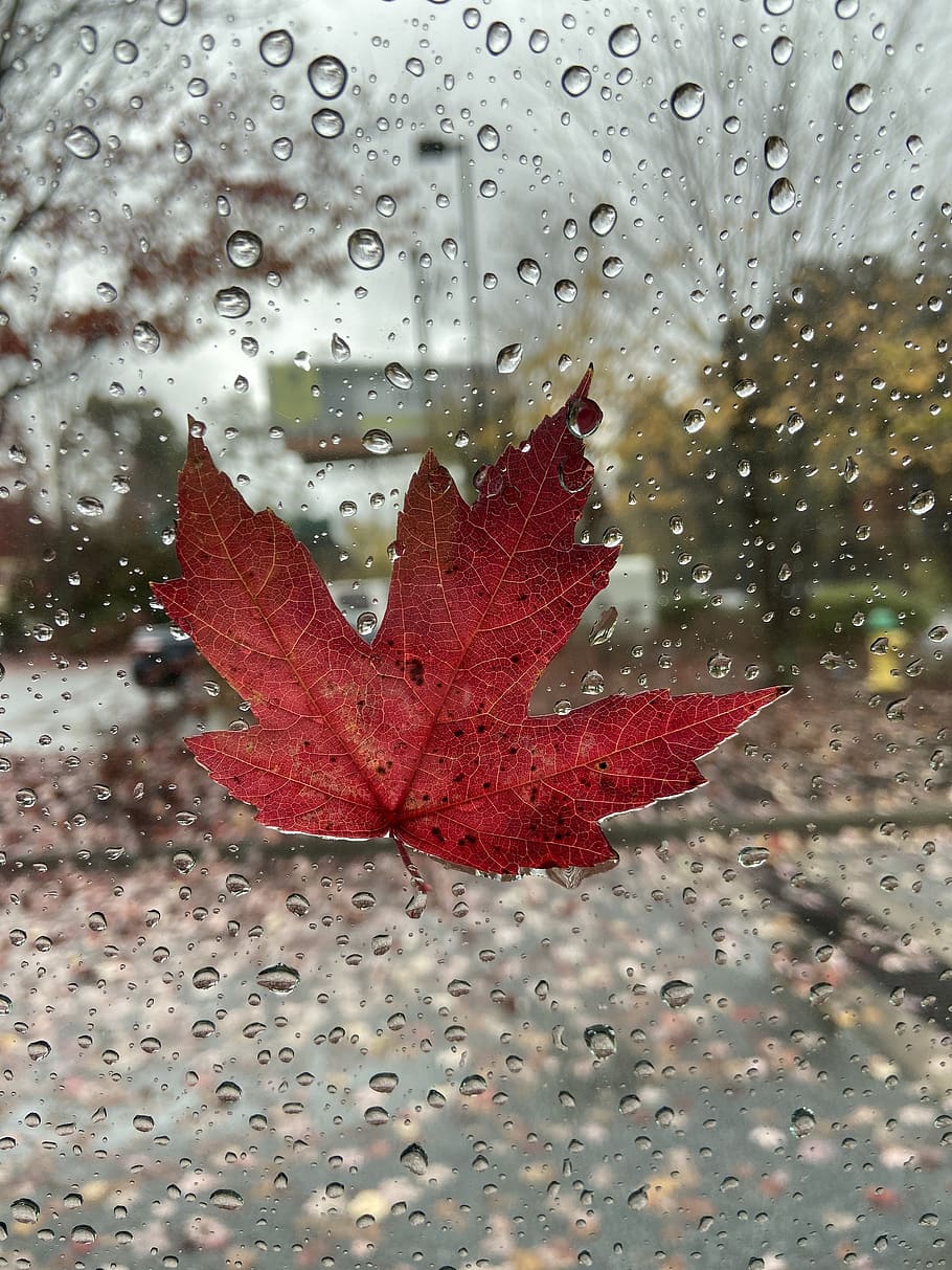 rainy day, rain, rainy, raindrops, grey, window, weather, leaf, fall, autumn