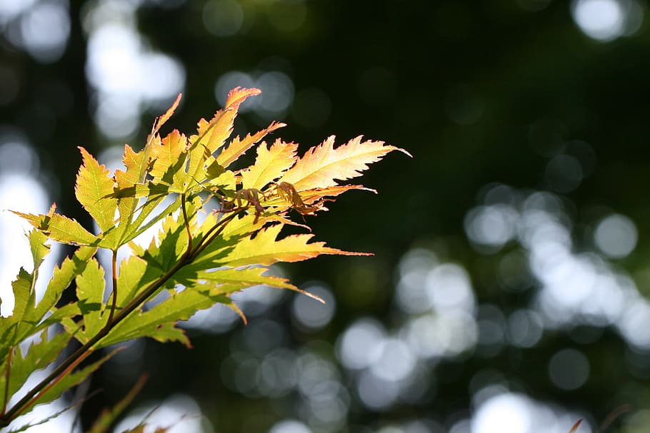 maple, daun, Bokeh, Daun-daun, di luar rumah, cahaya, alam, tenang, Latar Belakang, pohon