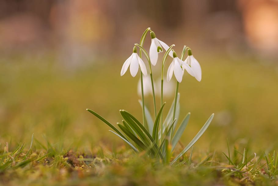fotografía de bokeh, cuatro, blanco, flores, campanillas verdes, naturaleza, primavera, cerrar, flor, primer plano
