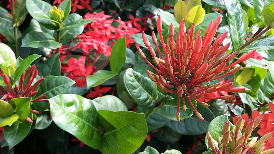 red flowers, flowering, ixora cultivar, green leaves, petals, flora, plant, flower, red, nature