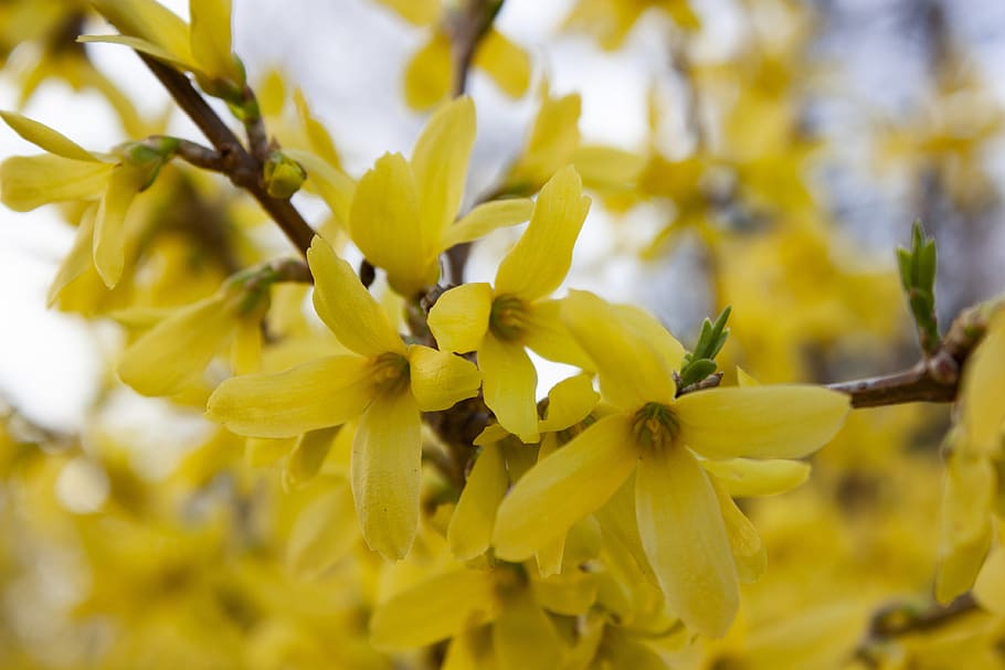 forsythia, flower, nature, spring, yellow, cheerful, plant, flowering plant, close-up, growth